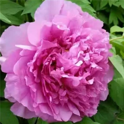 အပြာရောင်သစ်ပင် Peony